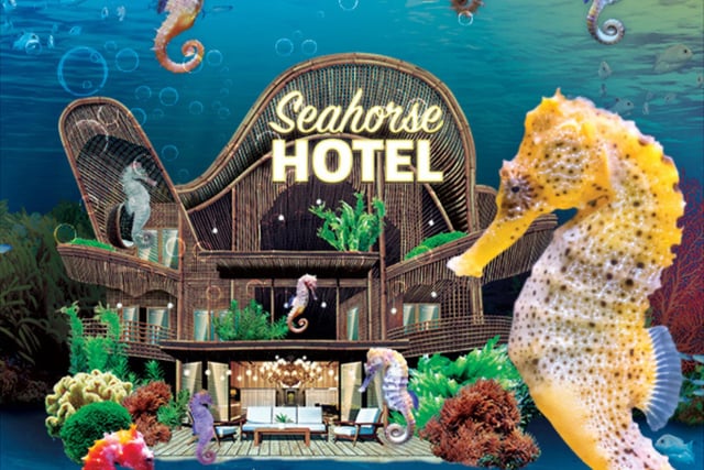The Seahorse Hotel event takes place between Saturday, February 10 and Sunday, February 25 at SEA LIFE Scarborough and will allow families to get up close to these incredible creatures and learn all about them and find out how you can help keep them safe.