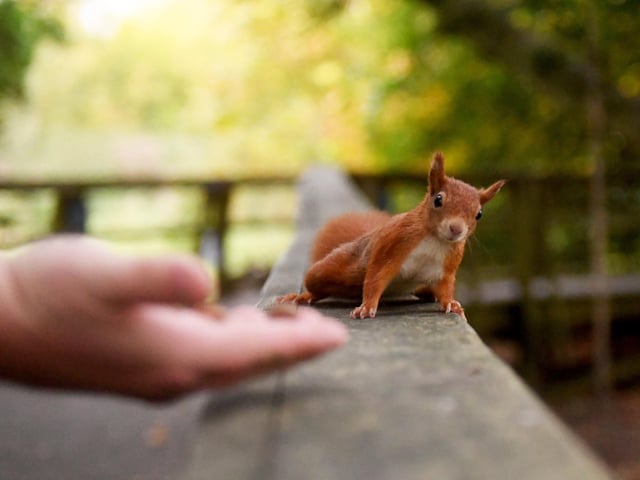 The Red Squirrel Enclosure at the Yorkshire Arboretum has been made possible by funding received from The Prince of Wales’s Charitable Fund.
