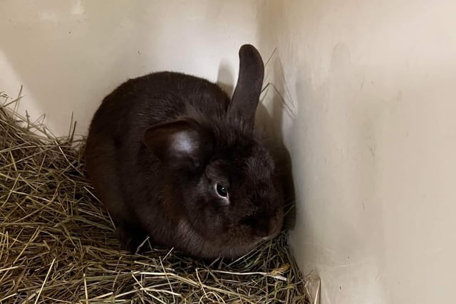 Whitby Wildlife currently have 10 rabbits looking for their forever home, including three bonded black males. If you are interested, call Whitby Wildlife Rescue on 07342 173724, or contact their Facebook page.