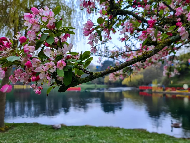 Scarborough looking beautiful in bloom.
picture by Jenna Jackson.