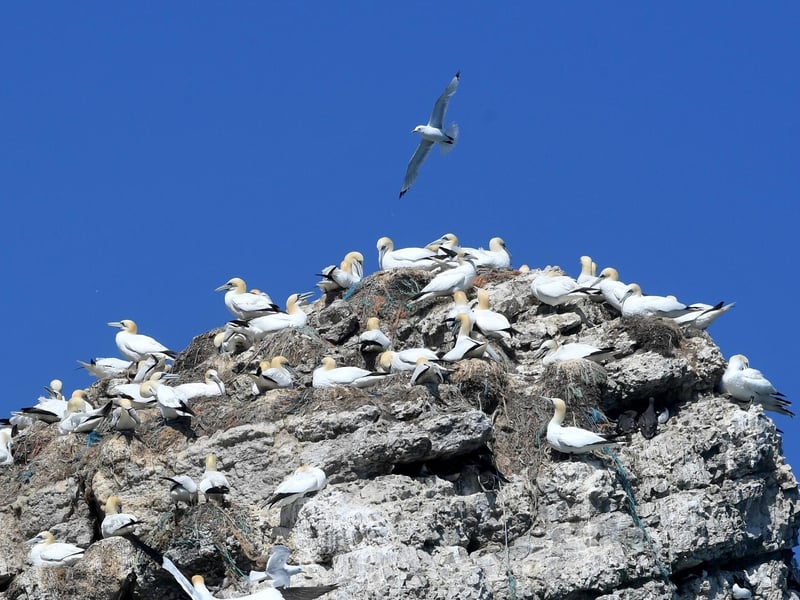 Gannets on the cliffs at Bempton.
