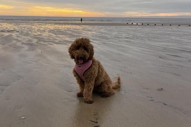 Binky, sent in by Michelle Walker.