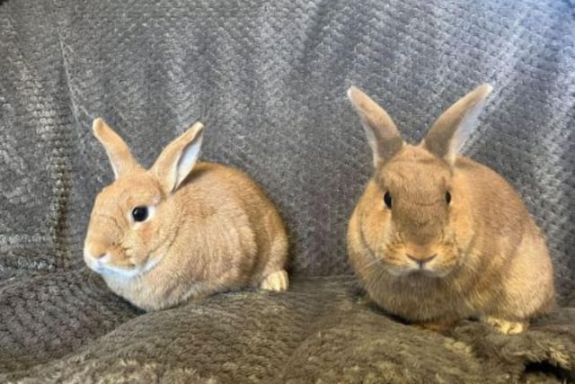 Bonnie and Clyde are a male and female looking for a home after their owners moved abroad. They are both two-years-old and are used to an indoor environment. If you are interested, call 07850190397 or head to the RSPCA website and fill out the Perfect Match Form.