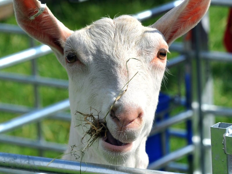 Thornton Le Dale show 2019; 100 years of the show as this goat celebrates with a tasty snack.