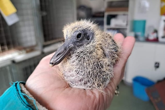 Whitby Wildlife Sanctuary say baby pigeons (sqaubs) can expected all year round. They say a grounded baby pigeon always needs help.