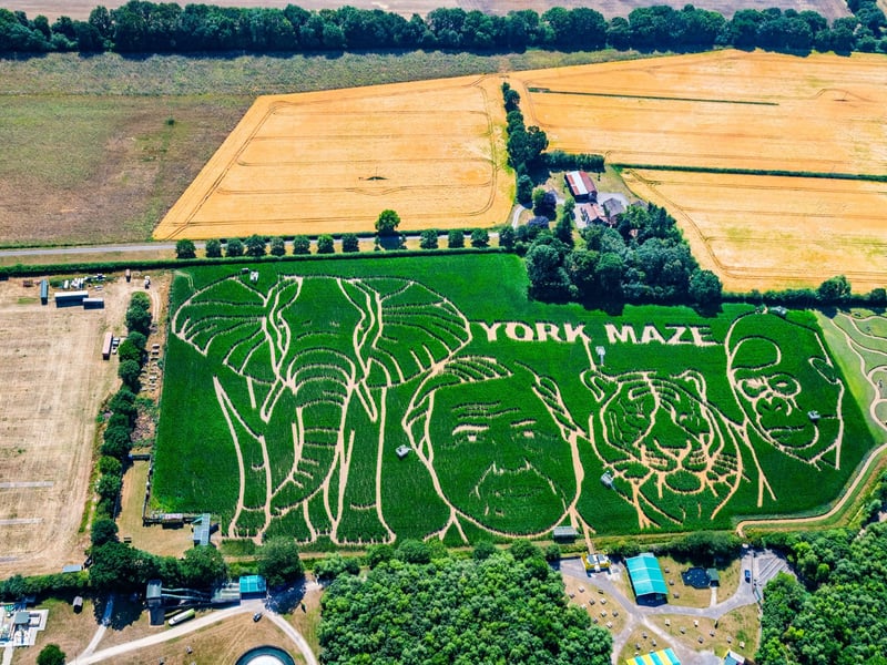 The giant maze is one of Yorkshire's most popular summer attractions and draws thousands of visitors each year. Picture: James Hardisty.