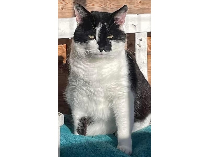 A long term favourite who's greatest pastime is soaking up the sun with a spot of sunbathing.