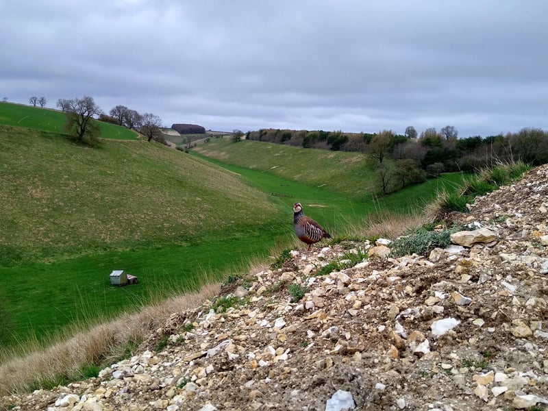 Red leg partridge at Thixendale.
picture by Colin Hogarth