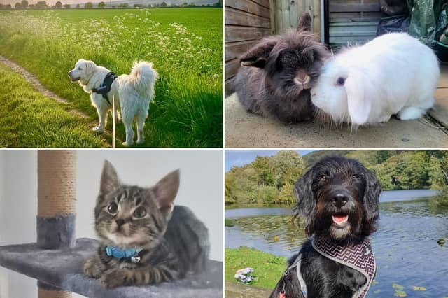 Check out the cute pics below!