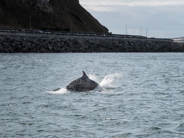 Dolphin seen emerging from the water. photo: Marisa Cashill