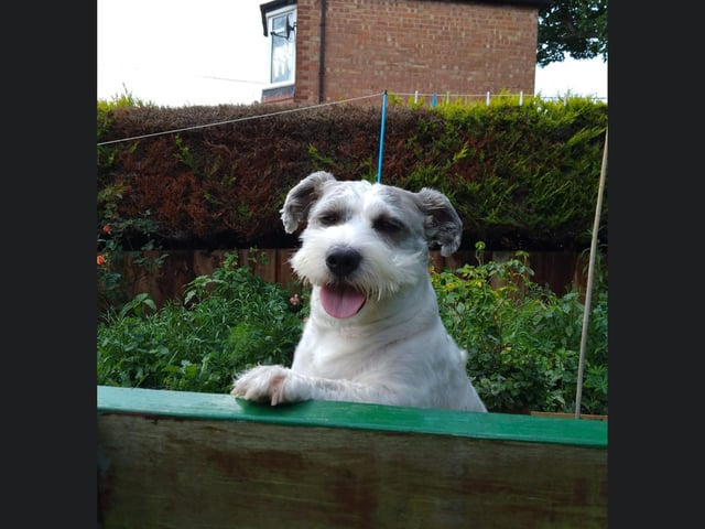 This is Patch, peeping over a fence and looking quite pleased with themselves.