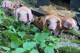 Yorkshire Water is looking for volunteers to support conservation efforts at its Tophill Low nature reserve site in East Yorkshire in the coming months.