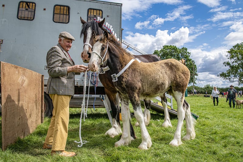 Francis Richardson from Driffield with his Shire horses