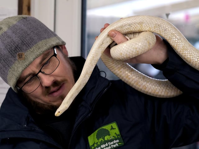 Chris Holah with an albino corn snake