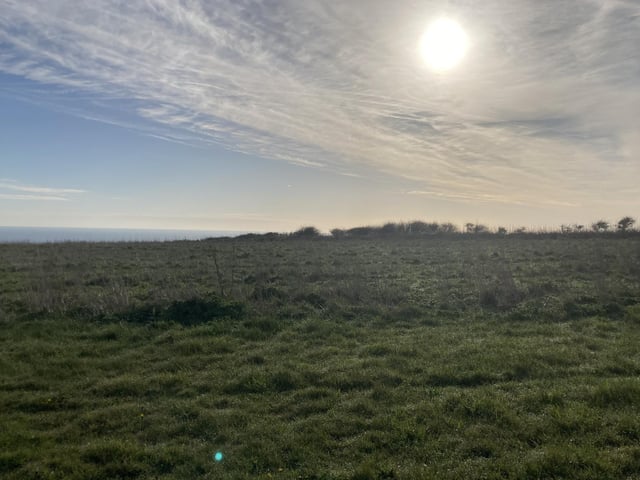 The grassland and scrub at the top of the cliffs are home to tree sparrows, skylarks, and linnets.