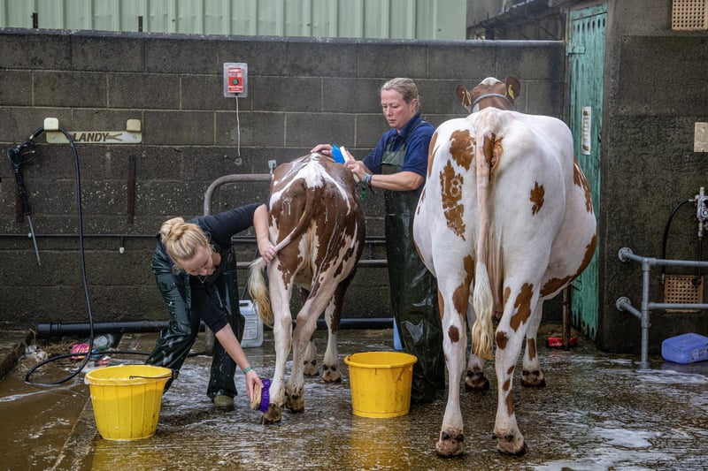 Cattle getting washed in the early hours ready for judging on the first day of the show