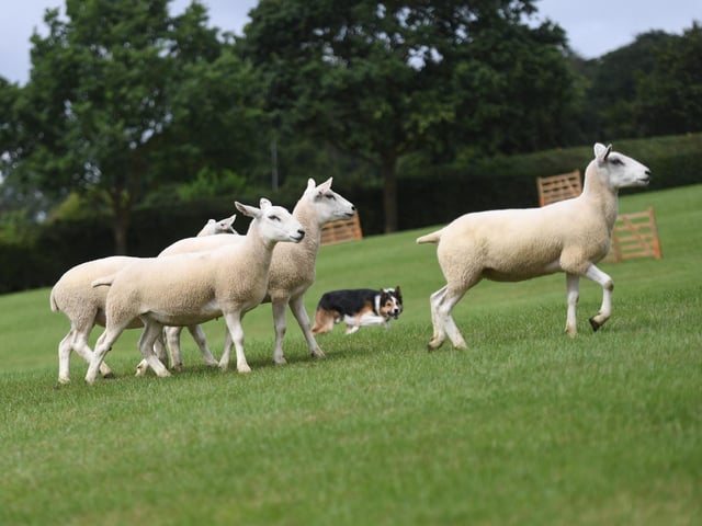 The sheepdog trials made a welcome return following their debut in 2022 where there were displays throughout each day of the show