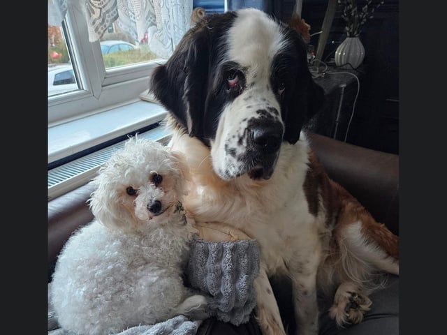 Here is Betty and her best friend little Doxie from Whitby.