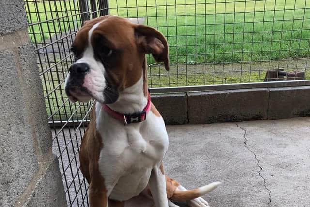Rocky, the 18-month-old Boxer, is looking for his forever home.