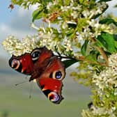 As well as topping the Yorkshire’s leaderboard, the Peacock reigned supreme across the nation.