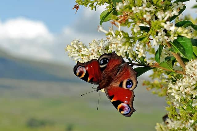 As well as topping the Yorkshire’s leaderboard, the Peacock reigned supreme across the nation.