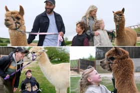 Fun on the alpaca trail. pictures: Richard Ponter