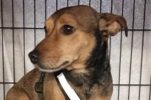 Clive is a five-year-old Jack Russell who needs a new home due to his owners ill health. Clive has been used to living with an elderly gentleman and has never really met children, so he will need a relatively quiet home with no children. For further information, call Bob 01947 810787.