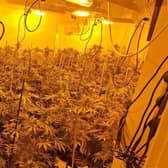 Funny moment cops raid a £420k cannabis farm...and find a sleeping drug dealer