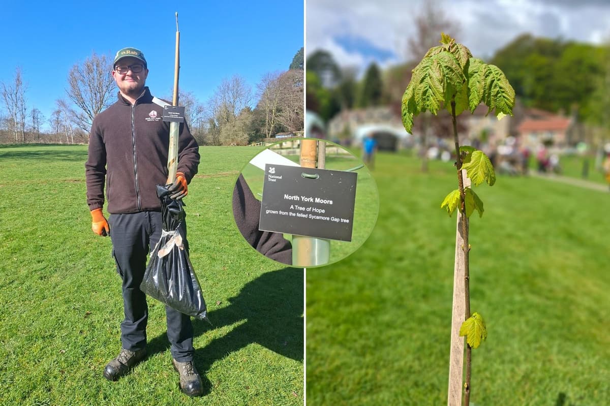 Sycamore Gap sapling planted at Danby Lodge near Whitby