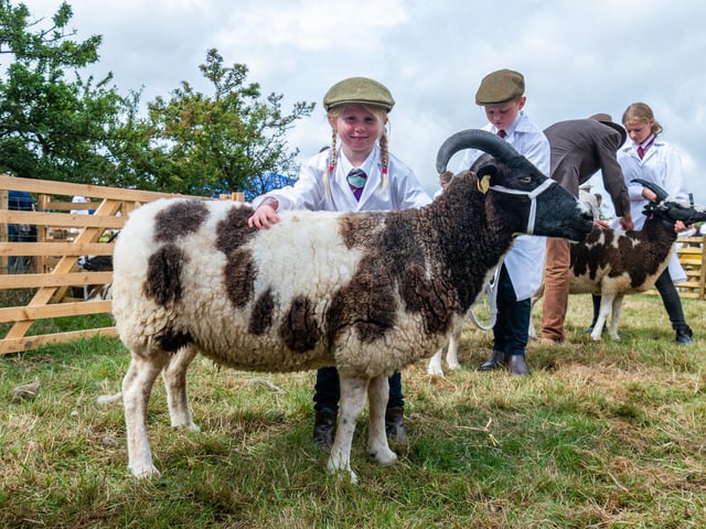 Esmay Duddin, aged 6, of Northallerton, showing a Jacob Ewe.