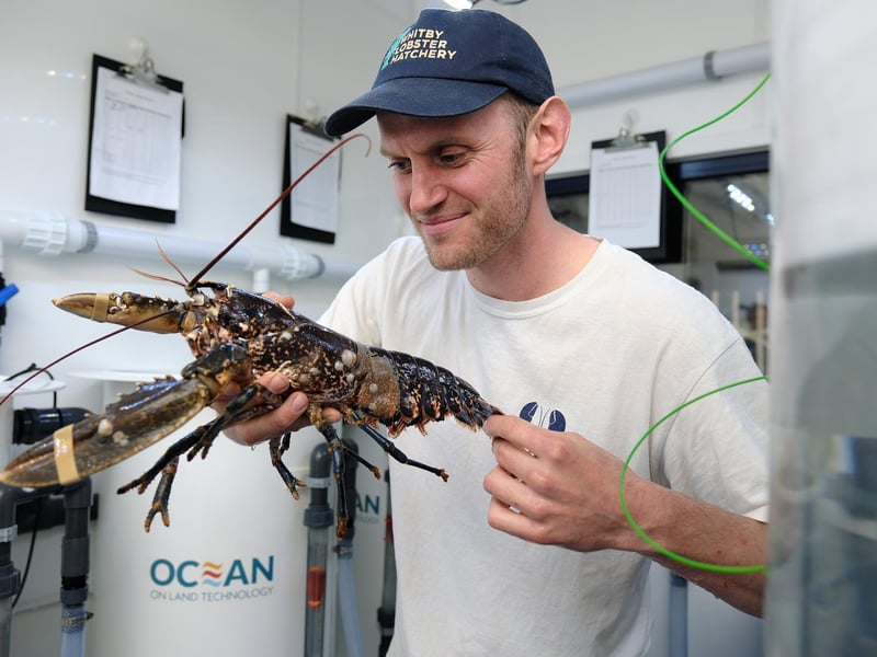 Joe Redfern at the Lobster Hatchery.
picture: Richard Ponter