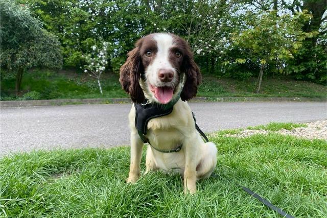 Holly is a one-year-old Springer Spaniel who came to the centre via an inspector after being found living in the most appalling conditions. When she arrived at the centre, her coat was covered in urine, faeces and lots of matts, but she has now started on her road to recovery. She has grown up in a multi dog household and sadly had no experience of the outside world. Holly is coming on great but things must be taken slowly as to not overwhelm her, as everything is a little bit scary at the moment. She will need understanding adopters who will give her the time, patience and love she needs to adjust to living in a family home.