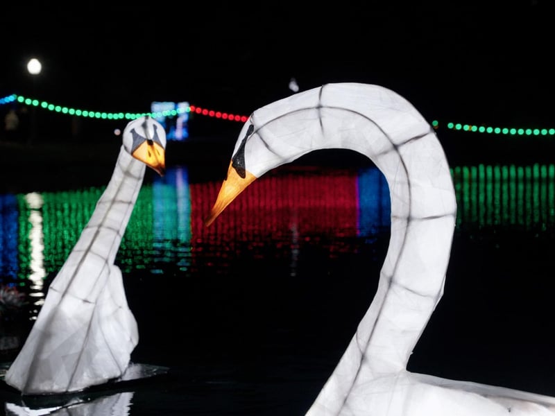Stunning swans glittering on the lake.