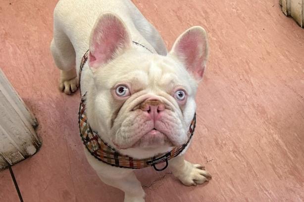 Polar Bear is a 14-month-old French Bulldog who is a very sweet natured boy that came to the centre via an inspector after his needs were not getting met. Polar Bear is such a friendly boy who really does love being with you. He walks well on the lead and enjoys going out and socialising with people. He really is a very friendly boy who will make a wonderful, loyal and faithful best friend. Polar Bear is happy boy who can always make you smile no matter the mood you are in. He loves life and thinks everyone is his friend.