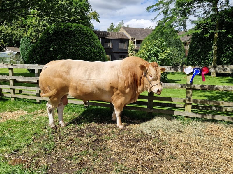 A prize-winning bull