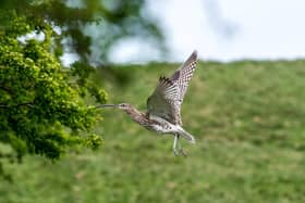 Nidderdale Area of Outstanding Natural Beauty and the Yorkshire Agricultural Society have joined forces to celebrate Northern farmers making a significant contribution to Curlew conservation