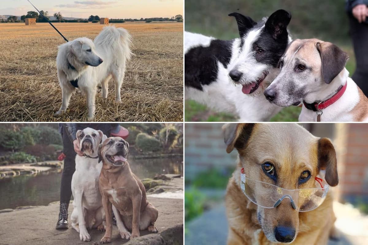 Dogs That Rescue IN PICTURES: Here's 22 photos of your adorable rescue dogs in Scarborough