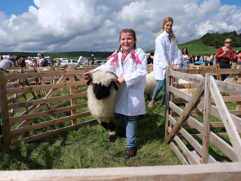Missy brings in the sheep.
picture: Richard Ponter