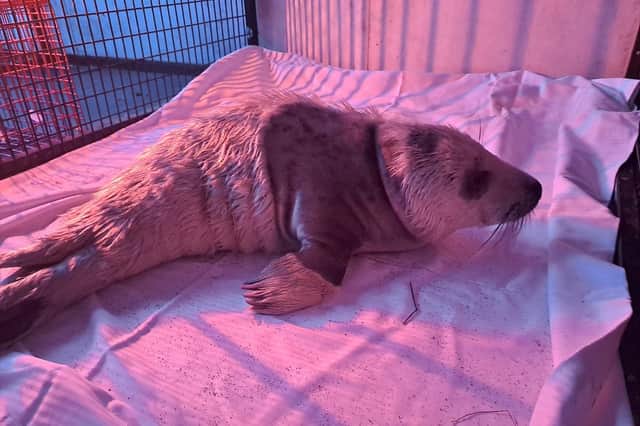 Whitby Wildlife Sanctuary have come to the rescue of a young seal pup, 'Sandy' after receiving multiple concerned phone calls regarding the mammal.
