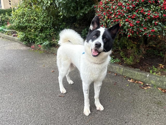 Fargo is a 13-month-old Husky German Shepherd cross who came to the centre as sadly his previous owner could no longer keep him. Fargo is a lovely young, lively and happy dog who has unfortunately found himself looking for a new forever home. He is a typical young lad with lots of energy to burn and he loves to live life to the max. Fargo forms strong bonds with his people and will make a wonderful, loyal and faithful best friend to the family who adopt him.