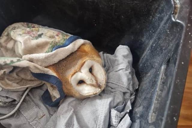 The owl's injuries were so bad that it had to be euthanized