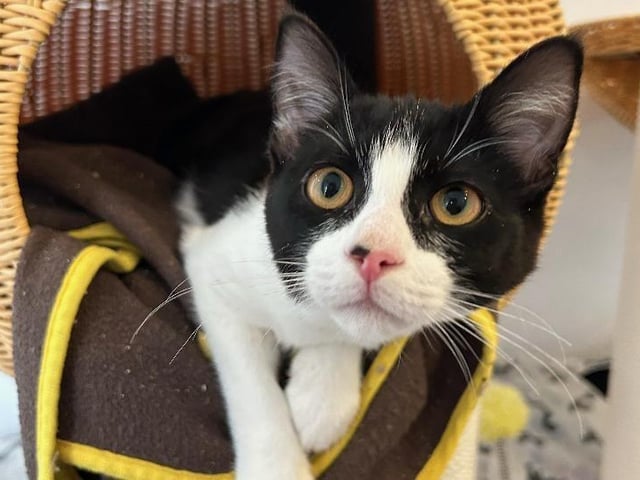 Elvis is a four-month-old Domestic Shorthair crossbreed who is an absolute sweetheart, he adores being held like a baby and getting all the fuss he can get! He is a bundle of joy and would fill your house with lots of love and laughter! Elvis is waiting for his forever home now and would suit any family ideally with calmer older children and could live with other cats or a cat savvy dog.