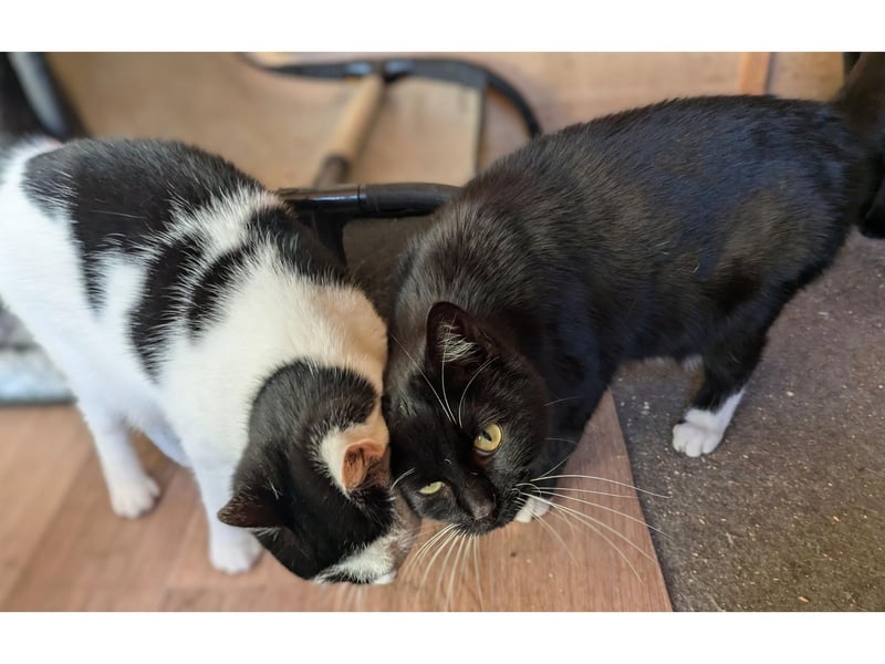 Best of friends to be re-homed together. There is nothing these two gorgeous ones like more than spending their days following each other round.