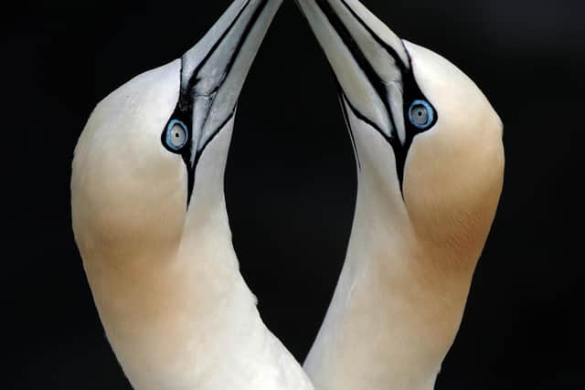Beak bashing bonding gannets at Bempton. Photo: Adrian Joice