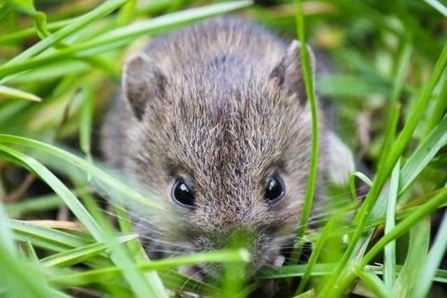 There will be guided wildlife walks at intervals throughout the day. Photo: Side Oven Bakery