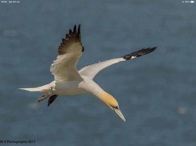 Here is a fantastic photo of a gannet in motion, scanning the sea for food.