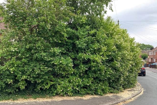 People are being urged to cut back their overgrown trees and hedges.