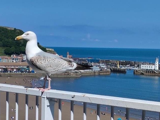 Seagull on the Grand Hotel balcony.