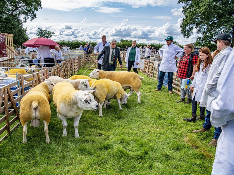Judging of the Texels sheep class