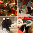 Check out our reader's festive friends below!